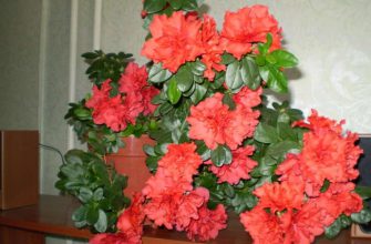 Три простых трюка для здоровья и красоты комнатных растений. Они оживут и зацветут!