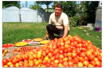 Волшебный бальзам для роста помидоров от садовода-огородника