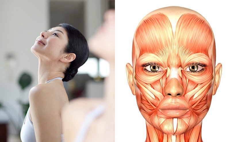 Подтяжка мышц лица. Мышцы лица анатомия. Мышцы лица женщины. Мышцы лица и морщины. Лицо мышцы лица.