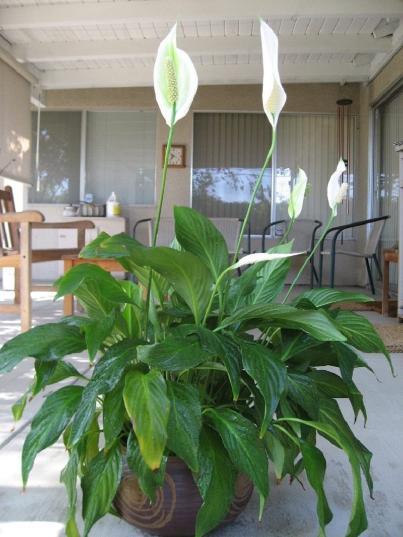 Комнатное растение спатифиллум