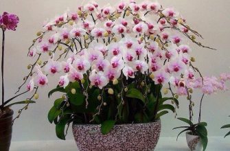 Простая, но действенная вкуснятина для шикарного цветения орхидей