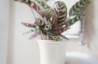 10 комнатных растений, которые вырастут даже в самом темном углу