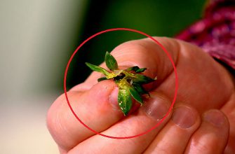 Сушеные хвостики клубники ценятся дороже, чем сама ягода: не упусти свой шанс заготовить их в сезон.