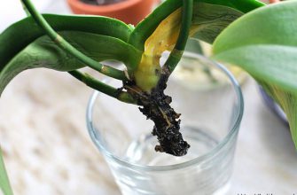 Простой совет, как реанимировать орхидею, если сгнили даже корни