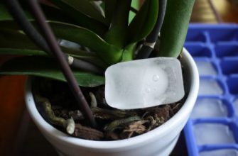 КАК ЗАСТАВИТЬ ЦВЕСТИ ОРХИДЕЮ? ЕСТЬ ОДИН ВЕРНЫЙ СПОСОБ!