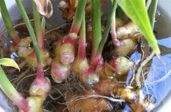 Вы перестанете покупать корень имбиря, когда узнаете, как просто его вырастить дома