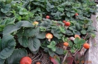 Именно таким образом лучше всего сеять грибы…