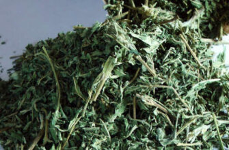 Растение «вечной молодости»: снижает уровень сахара, очищает почки, омолаживает кожу, устраняет выпадение волос и не только!