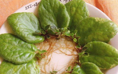 Размножение фиалок листовыми черенками