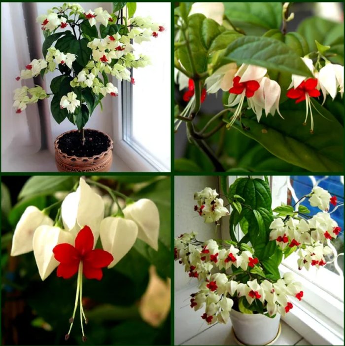 КРАСИВЕЙШИЙ КОМНАТНЫЙ ЦВЕТОК, КОТОРЫЙ ЦВЕТЕТ ПОЧТИ КРУГЛЫЙ ГОД