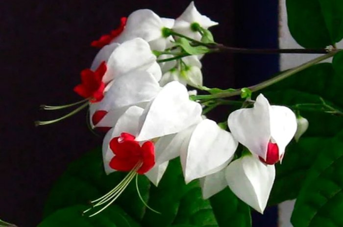 КРАСИВЕЙШИЙ КОМНАТНЫЙ ЦВЕТОК, КОТОРЫЙ ЦВЕТЕТ ПОЧТИ КРУГЛЫЙ ГОД