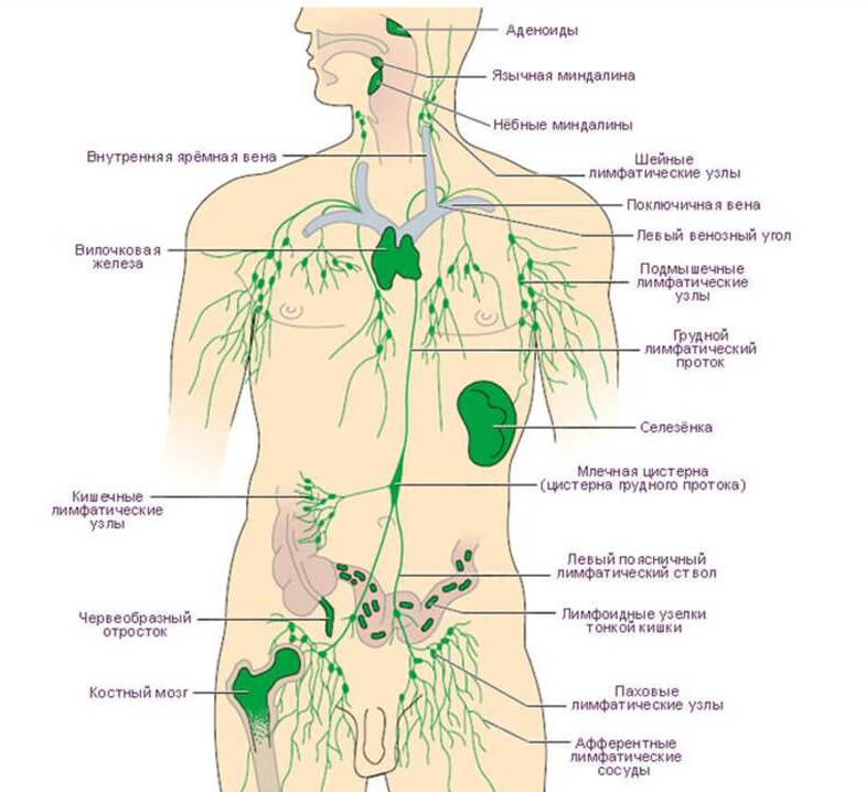 Лимфоузлы расположение на теле женщины схема и описание