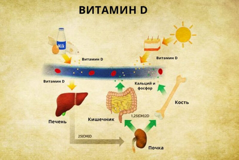 Вторичный гиперпаратиреоз на фоне дефицита витамина д