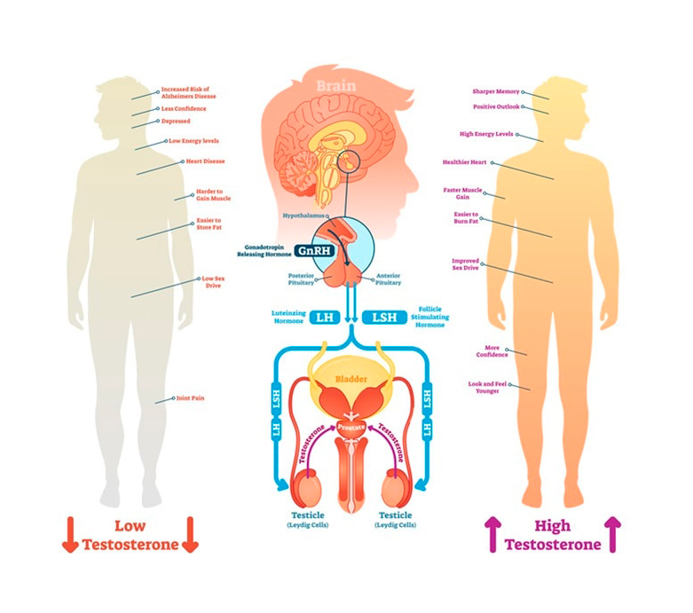 Тестостерон: симптомы дефицита главного мужского гормона - Женский Журнал