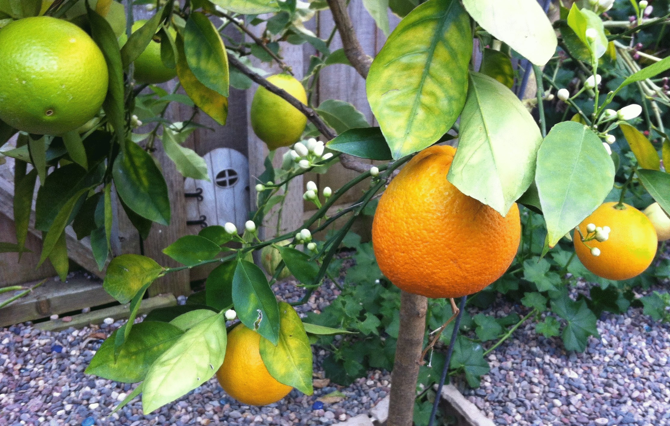Multigrafting –6 фруктов на одном дереве