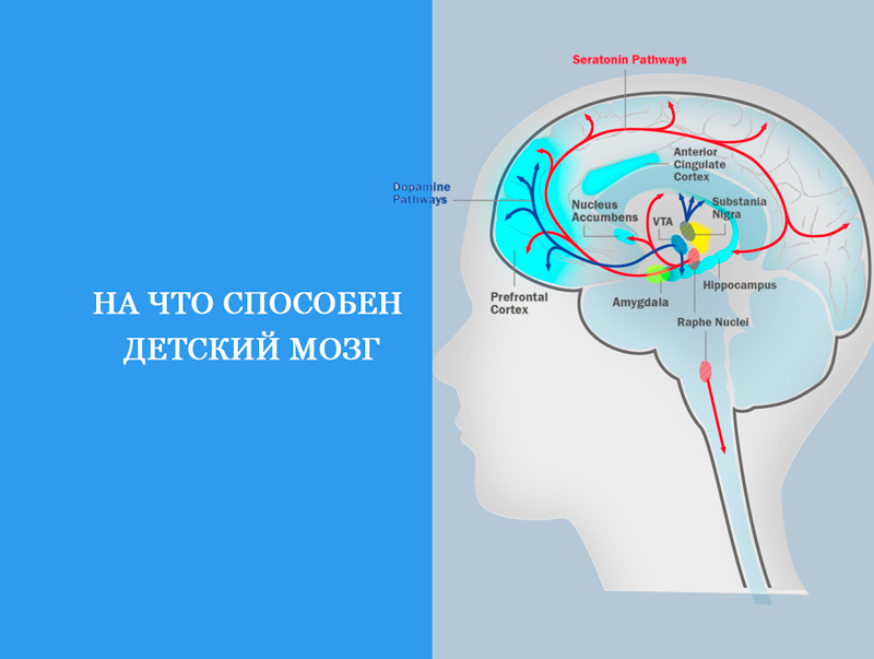 Мозг детский рисунок