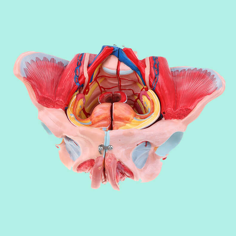 «Бутылочка»: Супер упражнение для женского здоровья от Елены Пятибрат «Бутылочка»: Супер упражнение для женского здоровья от Елены Пятибрат