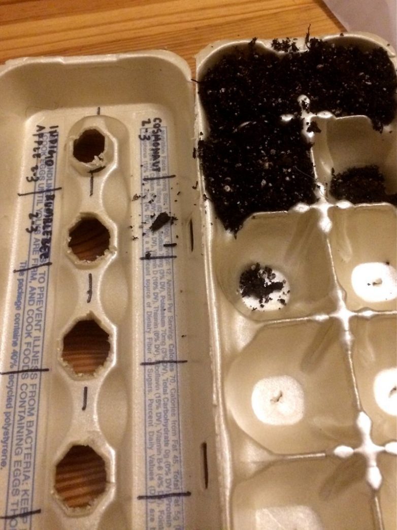 Не выбрасывайте упаковки от яиц!