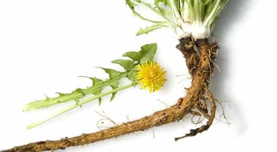 Восстановление хрящей суставов народными средствами