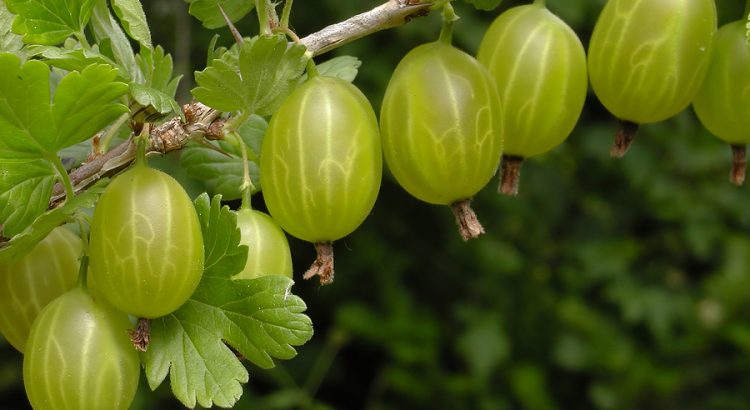 Крыжовник под защитой томата. Почему не знала этого раньше