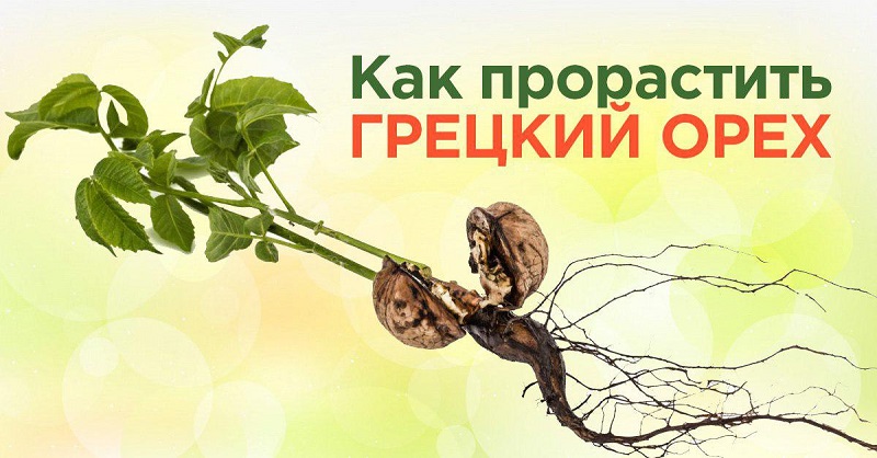 Как прорастить и высадить на своем участке грецкий орех